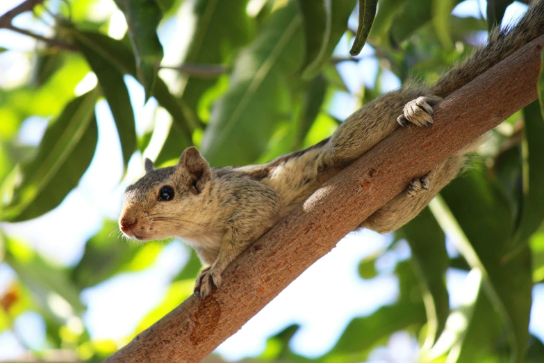 a small animal sitting on the nch of a tree