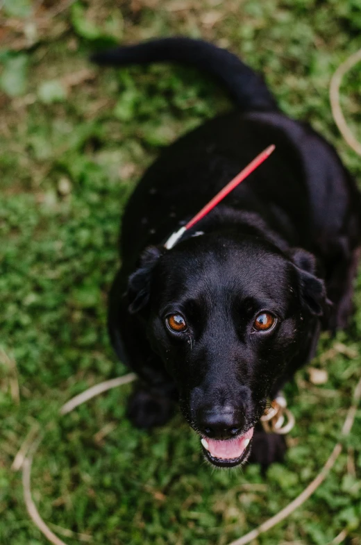 a black dog with a red leash on it's neck