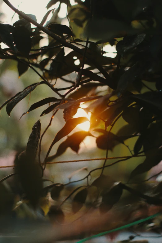 the sun is seen through the tree nches