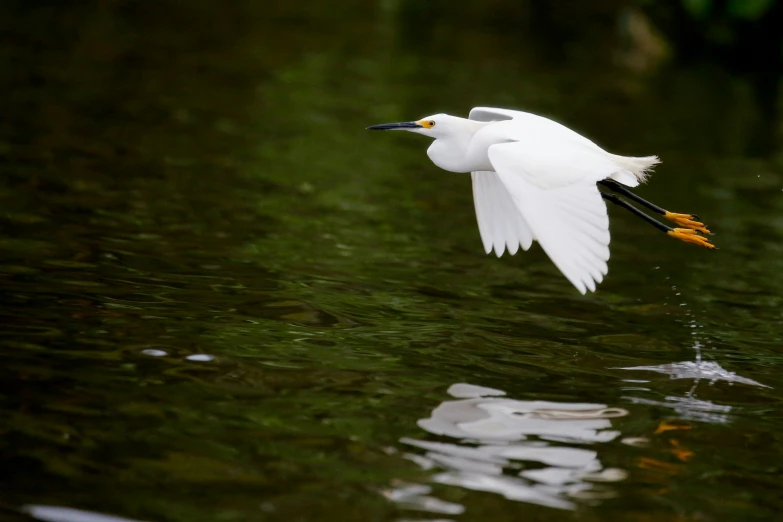 white egret is flying low over water with its wings out