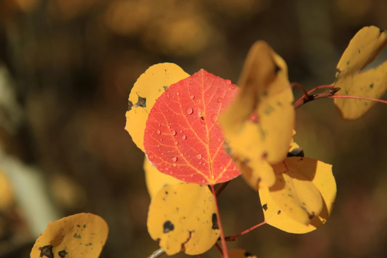 a leaf that is in a tree next to some water