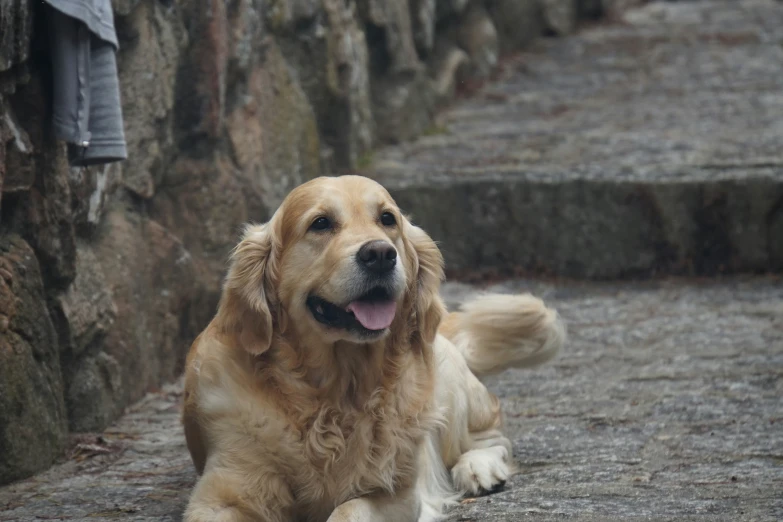 a dog laying on the ground next to stairs