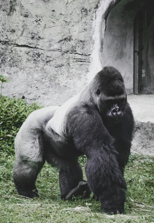 a large gorilla standing up in the grass