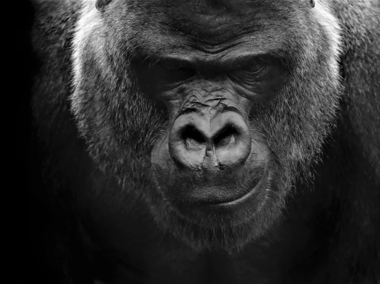 an image of a big gorilla on black background