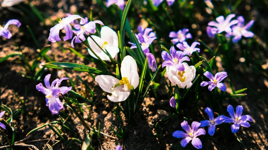 purple flowers bloom in the shade on a sunny day