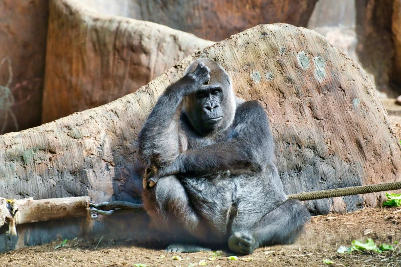 a very small grey gorilla sitting in the dirt