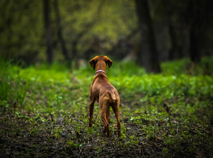 a dog in the grass with trees behind him