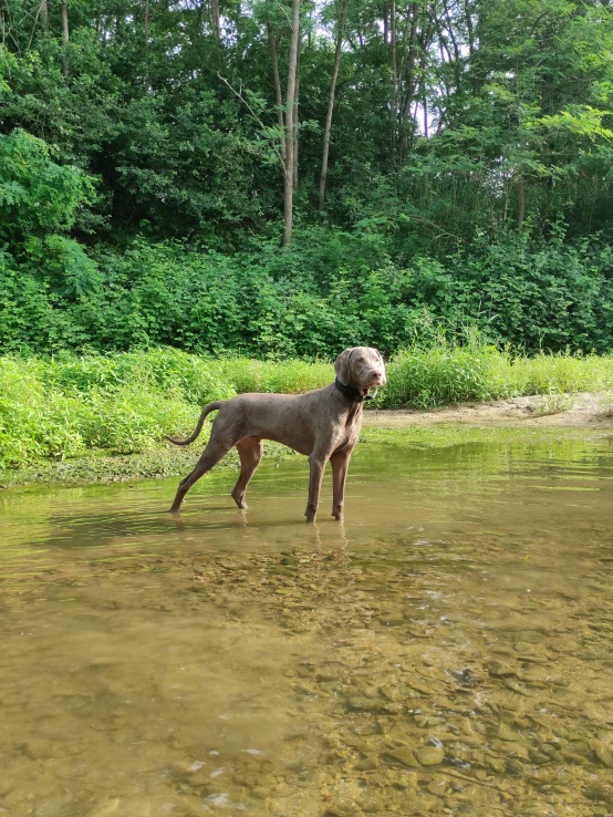 a dog standing in some clear water