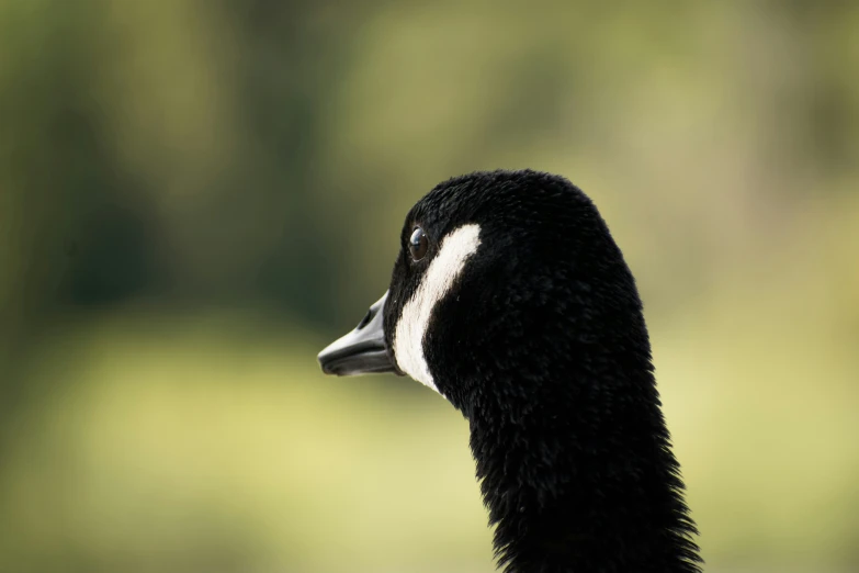 a black and white bird is sitting on the ground