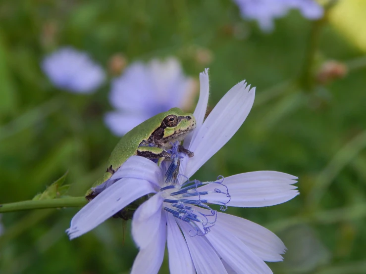 a close up of a flower with a small green frog