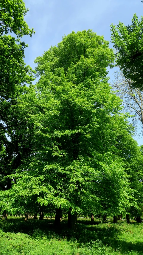 there are many trees and grass in this field