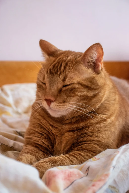 a orange cat is laying down on a white bed