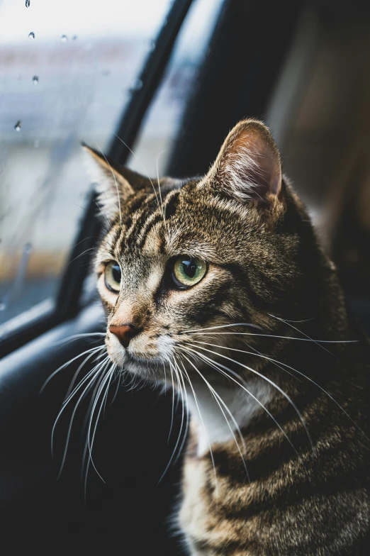 a cat sitting in the back seat of a car