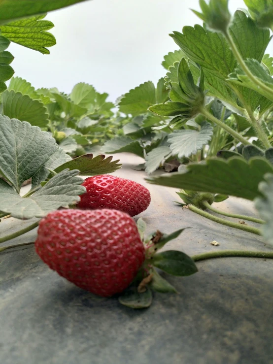 three strawberries that are next to some leaves