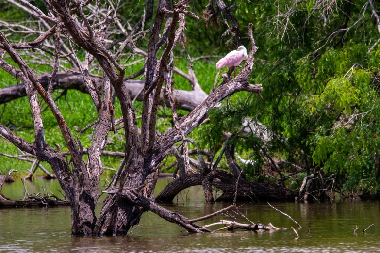 a bird is perched on a nch in the water