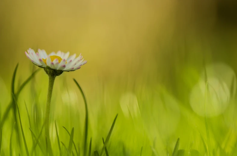 an up close picture of some green grass