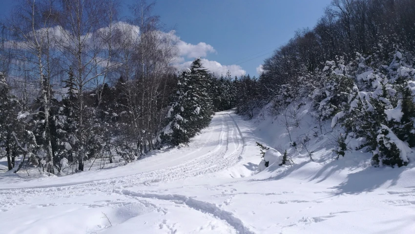 a ski trail through snowy forest with trees