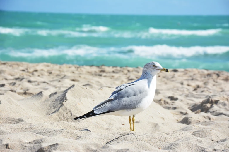 the seagull is standing on the sandy beach