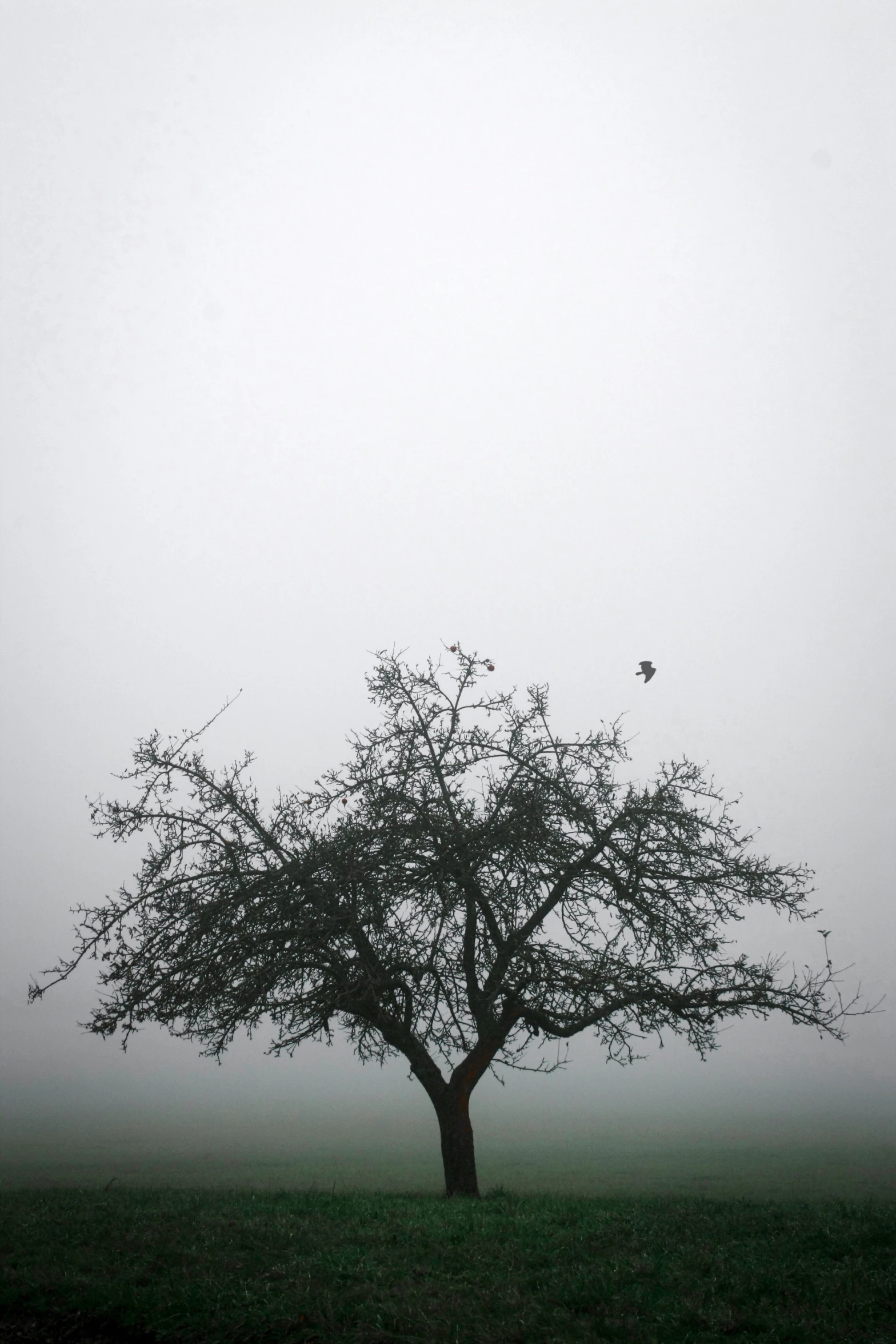 the tree in front is very foggy and it's alone