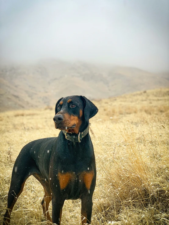 an adult black and brown dog standing on top of a dry grass field