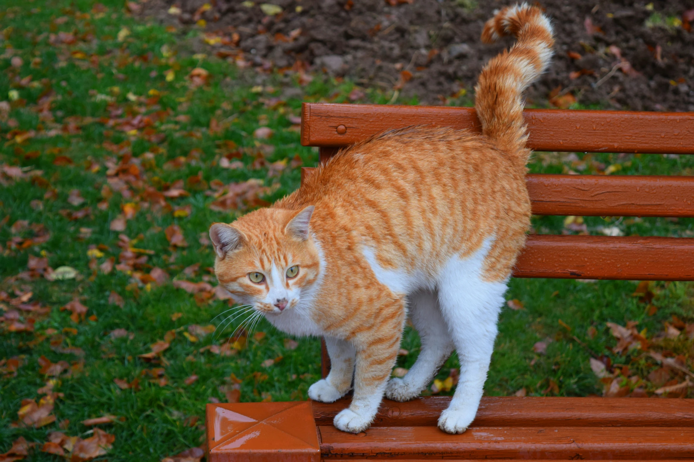 an orange and white cat is standing on a wooden bench