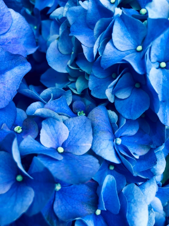 a close up of blue flowers with green leaves