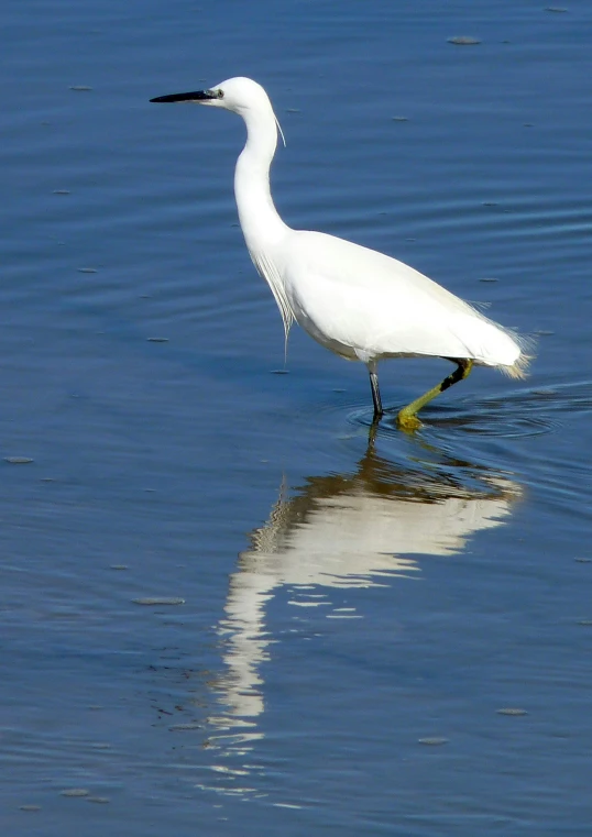 a bird standing in the water near itself