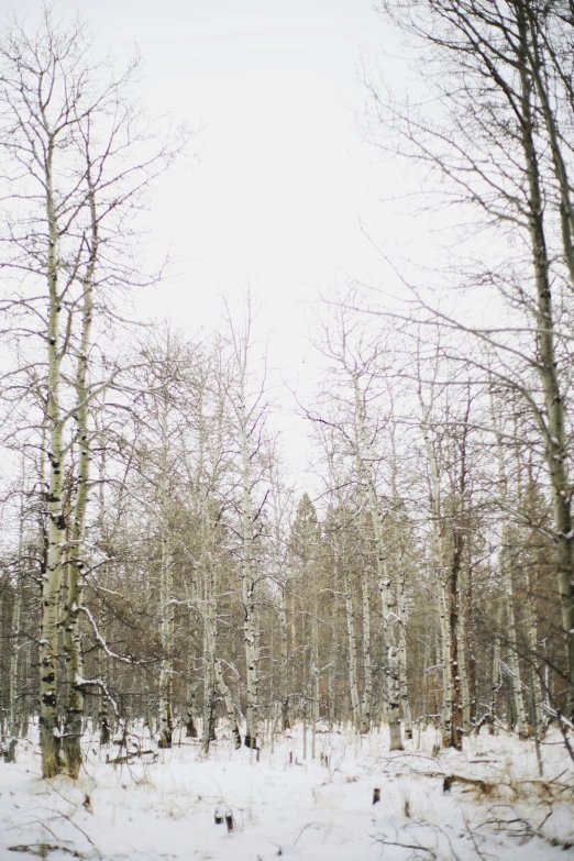 a snow covered area surrounded by trees and bushes