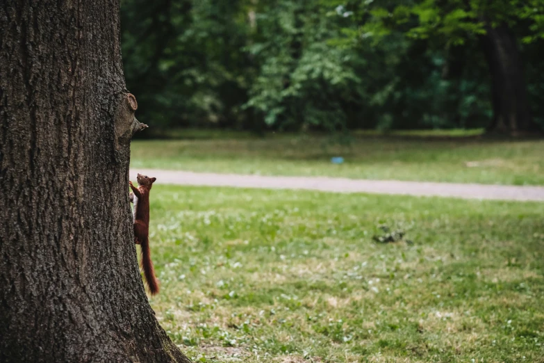 a snake wrapped around a tree in a grassy area