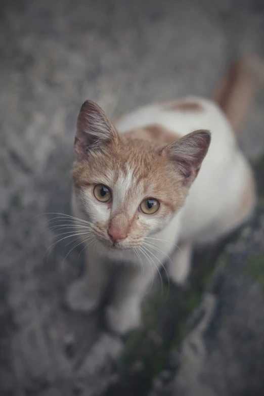 a small kitten standing on a rock and looking at the camera