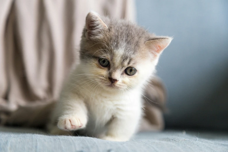 a little kitten sitting on a couch staring at soing