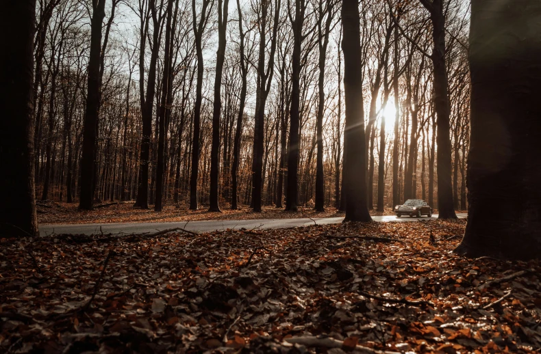 the sun is shining through the trees with fallen leaves on the ground