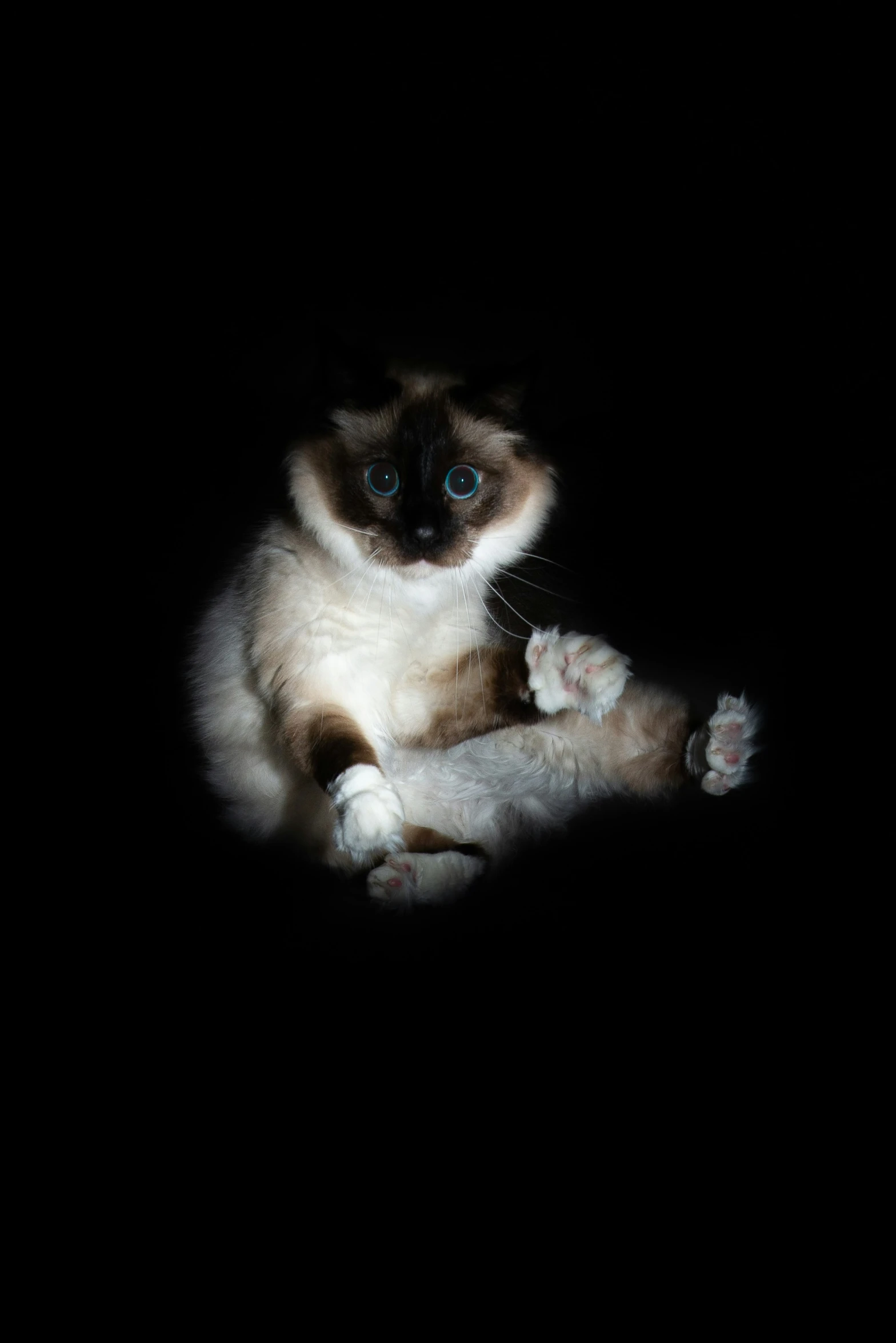 the little cat has blue eyes while sitting down