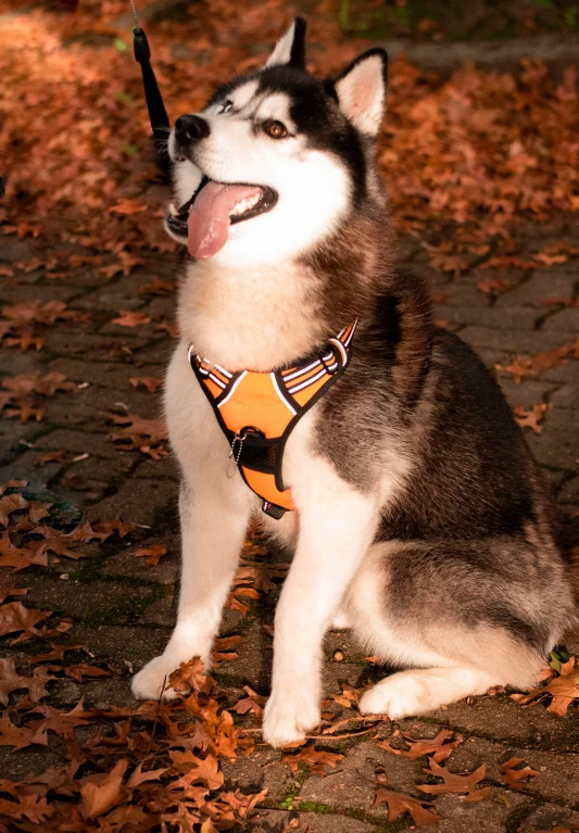 a husky dog wearing a bowtie sitting in leaves