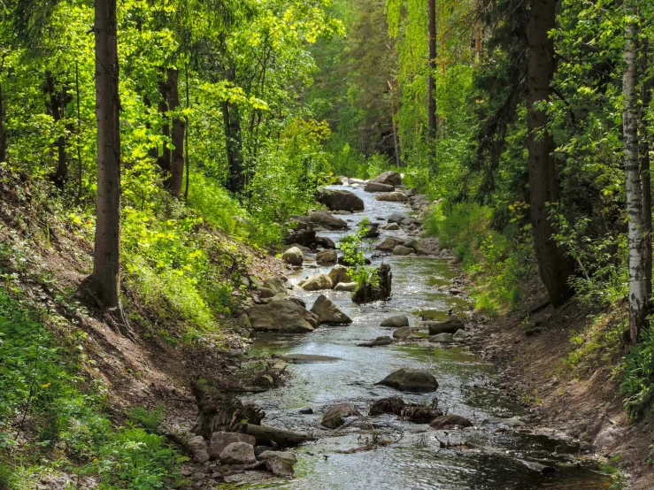 a small river in the middle of a wooded area