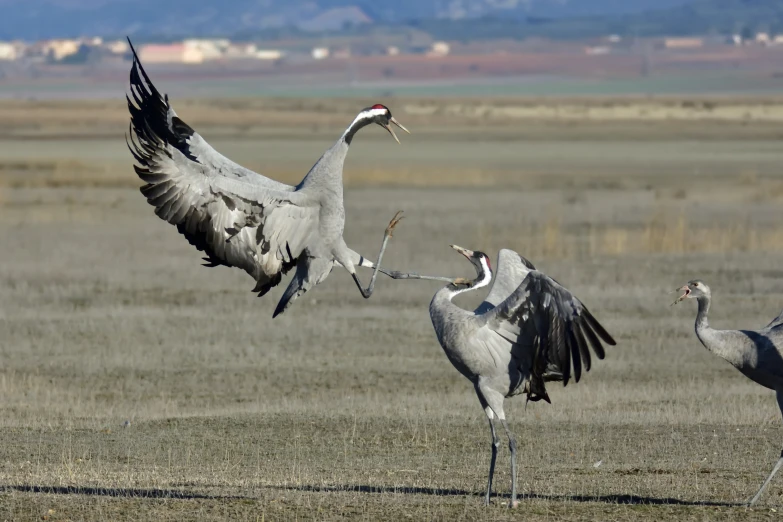 two cranes are in the grass with their wings spread