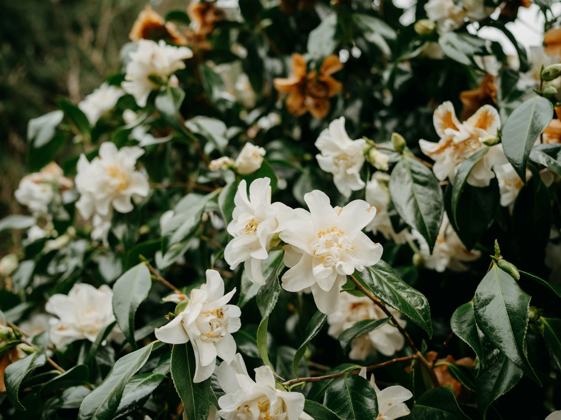 some very pretty white flowers by the woods