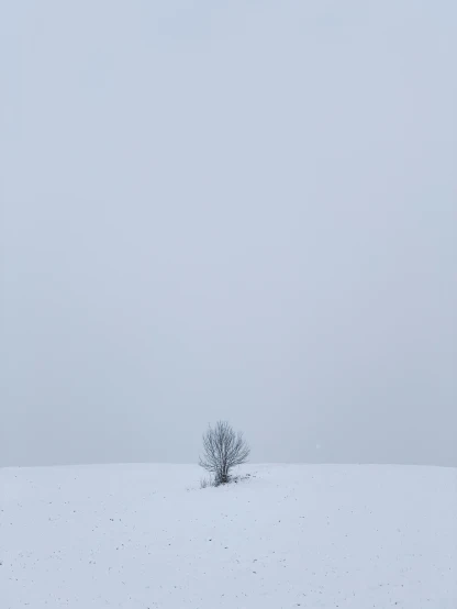 lone tree with no leaves on a snow covered field