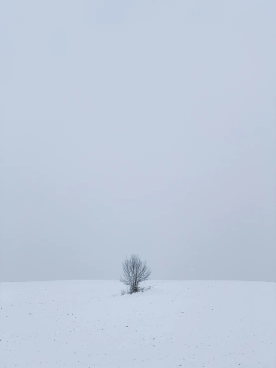 lone tree with no leaves on a snow covered field