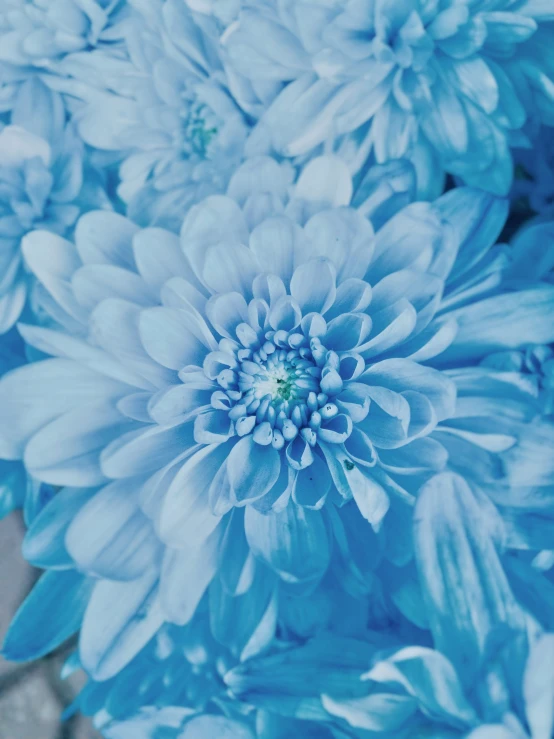 the flowers are blue with many petals