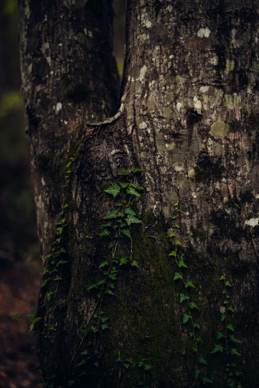 a tree with moss covered bark and a tree in the background