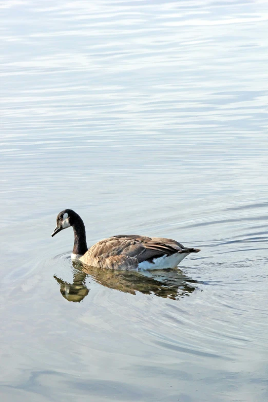 a bird is floating on the water next to the shore