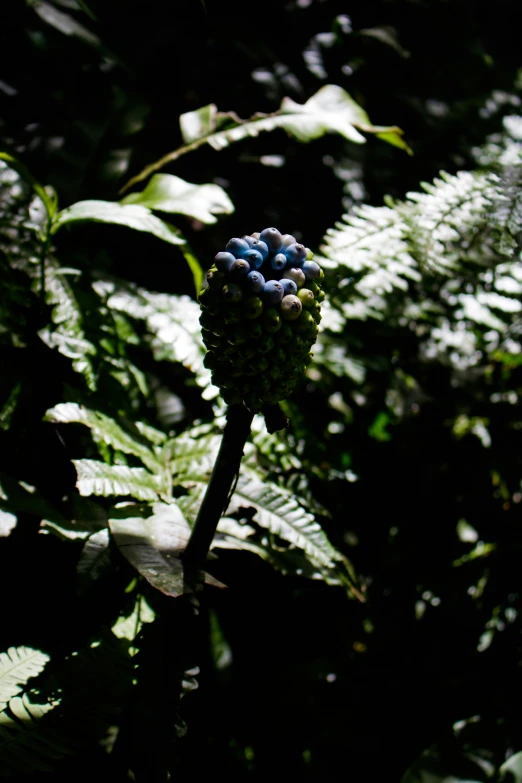 a small bush with leaves in the dark