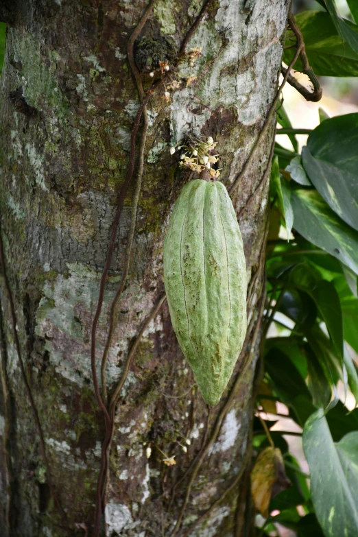 there is a leaf on the bark of a tree