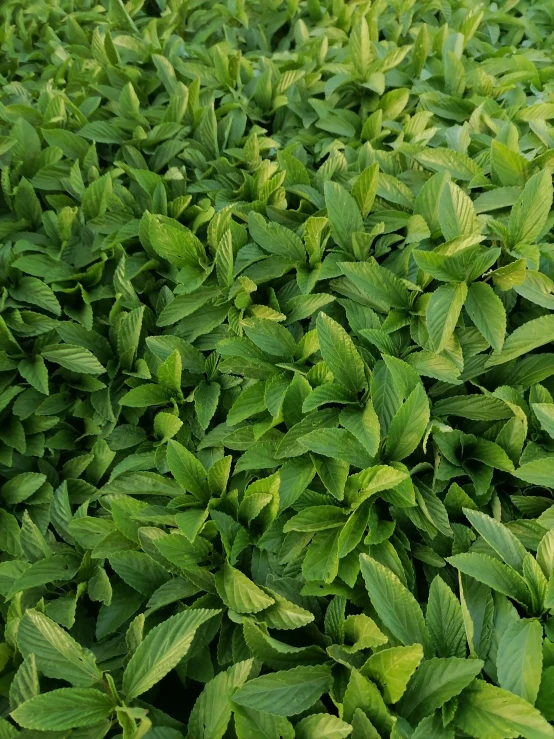 a group of leaves are being sprout together