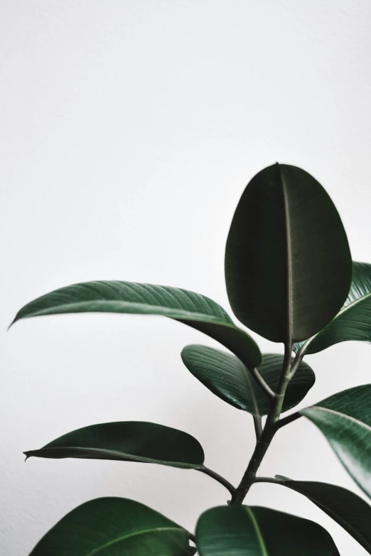 green leaves are hanging off the top of a plant