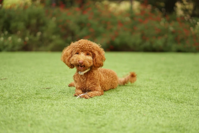 a poodle dog laying in the grass with his ears cocked