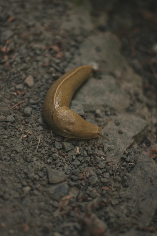 an unpeeled banana lays on the ground