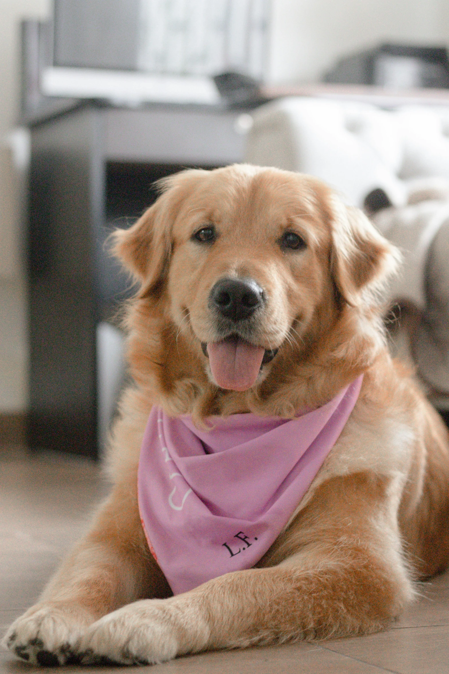 a close up of a dog laying on the ground with a bandana