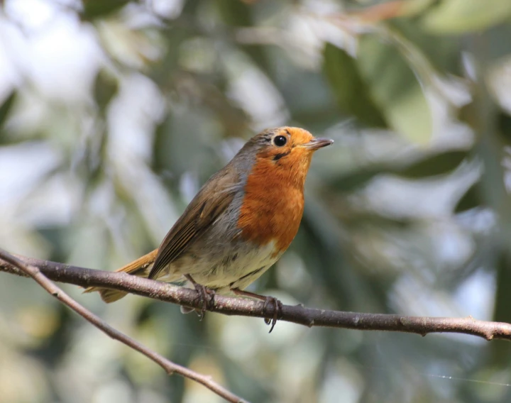 small bird on a nch surrounded by leaves